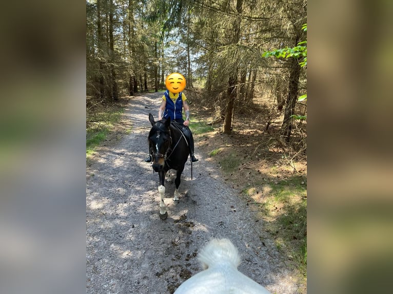 Pinto Horse Castrone 15 Anni 156 cm Baio in Cuxhaven