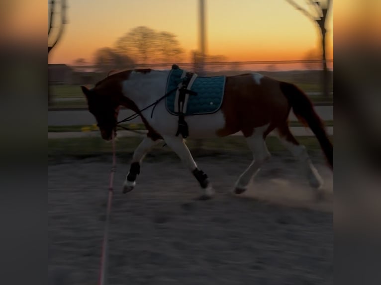 Pinto Horse Castrone 16 Anni 148 cm Pezzato in Ostrhauderfehn