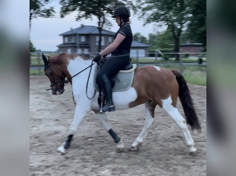 Pinto Horse Castrone 16 Anni 148 cm Pezzato in Ostrhauderfehn