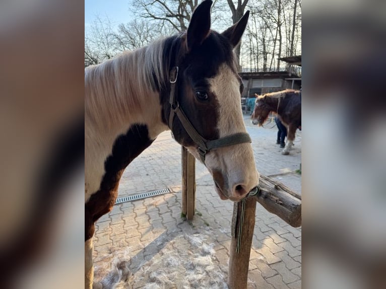 Pinto Horse Castrone 16 Anni 156 cm Pezzato in Schwabach