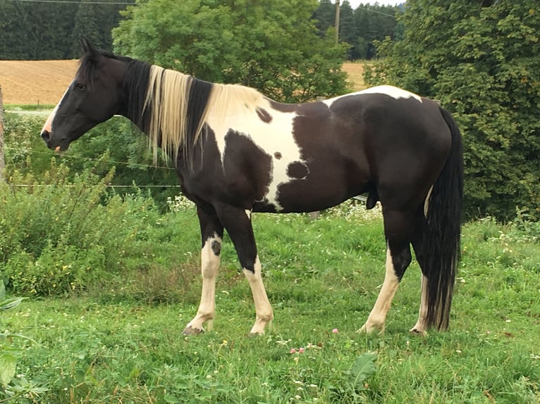Pinto Horse Mix Castrone 16 Anni 158 cm Pezzato in Feistritz ob Bleiburg