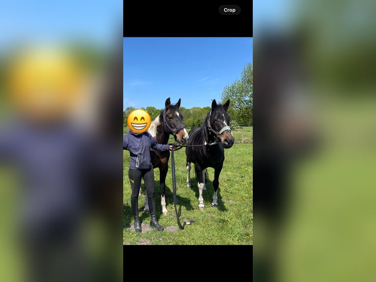 Pinto Horse Castrone 17 Anni 152 cm Pezzato in Cuxhaven