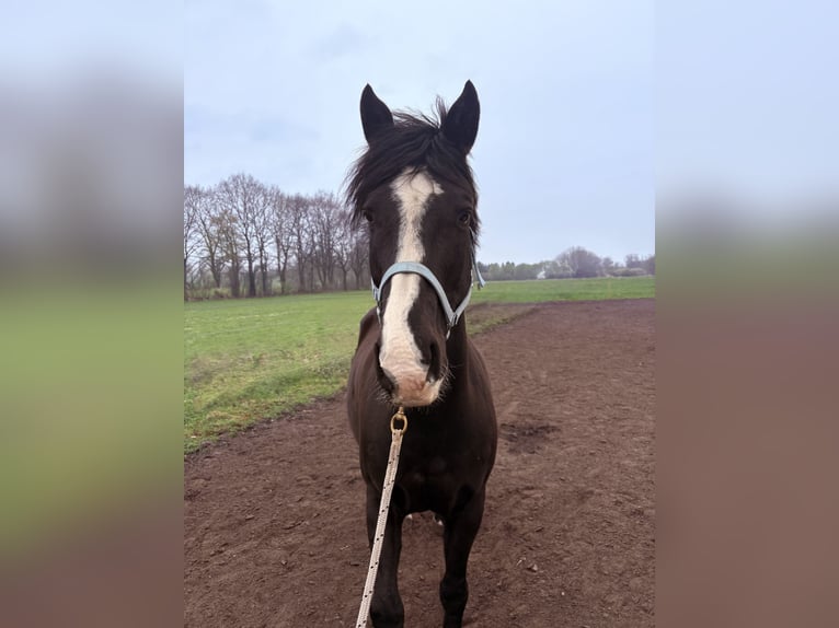 Pinto Horse Castrone 17 Anni 165 cm Morello in Hamburg