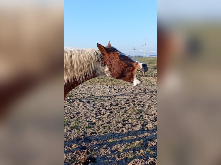 Pinto Horse Mix Castrone 18 Anni 150 cm Pezzato in Moormerland