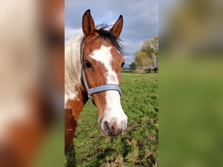 Pinto Horse Mix Castrone 18 Anni 150 cm Pezzato in Moormerland