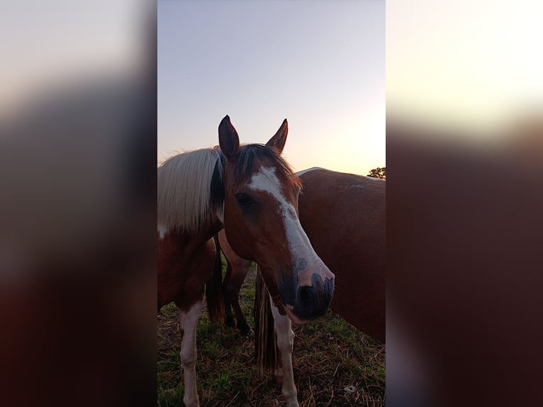 Pinto Horse Mix Castrone 18 Anni 150 cm Pezzato in Moormerland