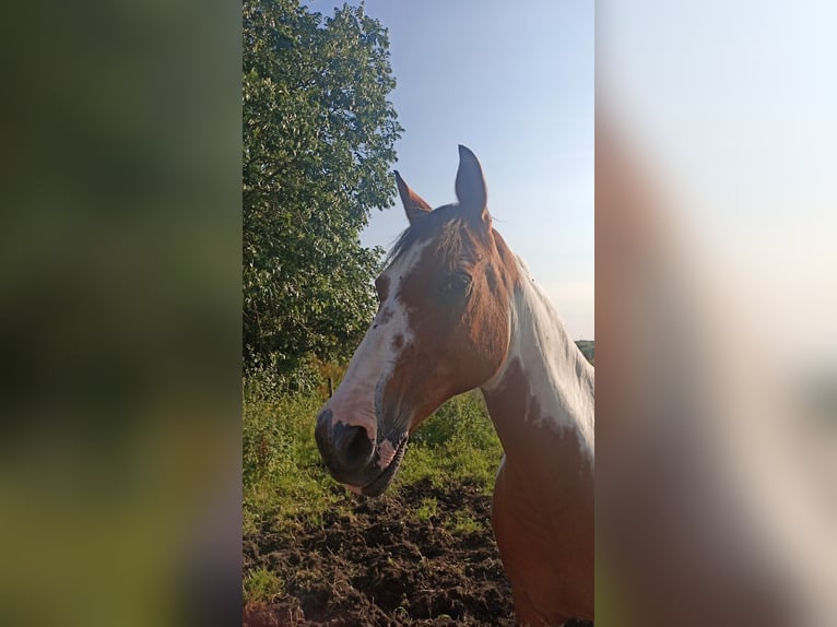 Pinto Horse Mix Castrone 18 Anni 150 cm Pezzato in Moormerland