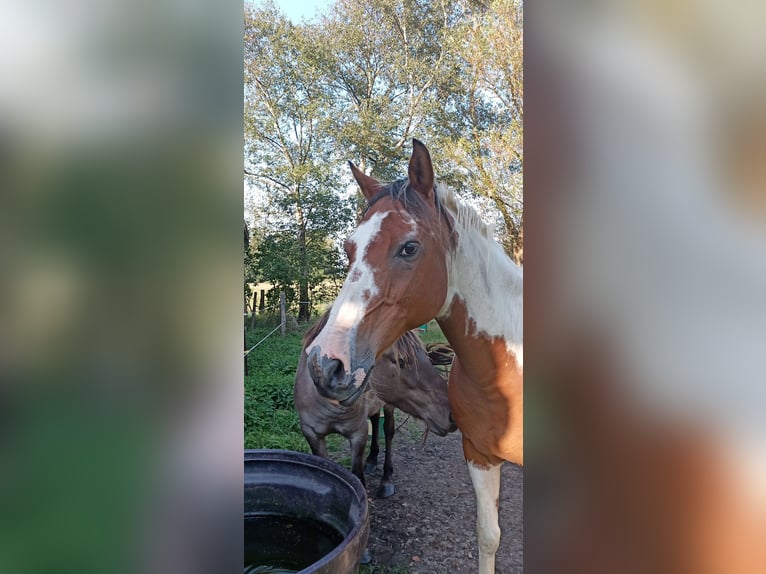 Pinto Horse Mix Castrone 18 Anni 150 cm Pezzato in Moormerland