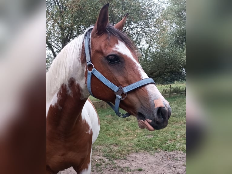 Pinto Horse Mix Castrone 18 Anni 150 cm Pezzato in Moormerland