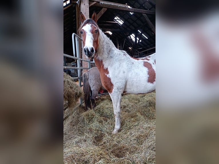 Pinto Horse Mix Castrone 18 Anni 150 cm Pezzato in Moormerland