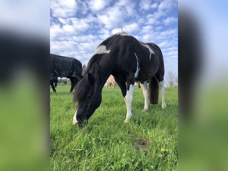 Pinto Horse Castrone 19 Anni 140 cm Pezzato in Eurasburg