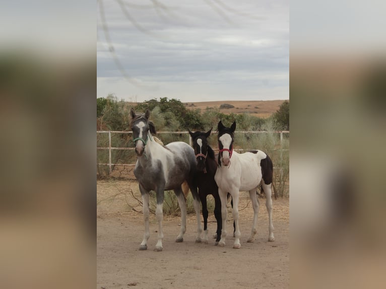 Pinto Horse Castrone 1 Anno Pezzato in Caceres
