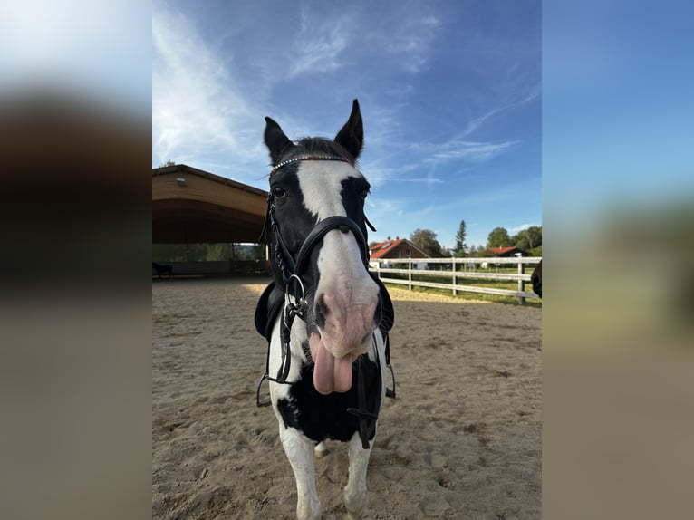 Pinto Horse Castrone 20 Anni 152 cm Pezzato in Pforzen