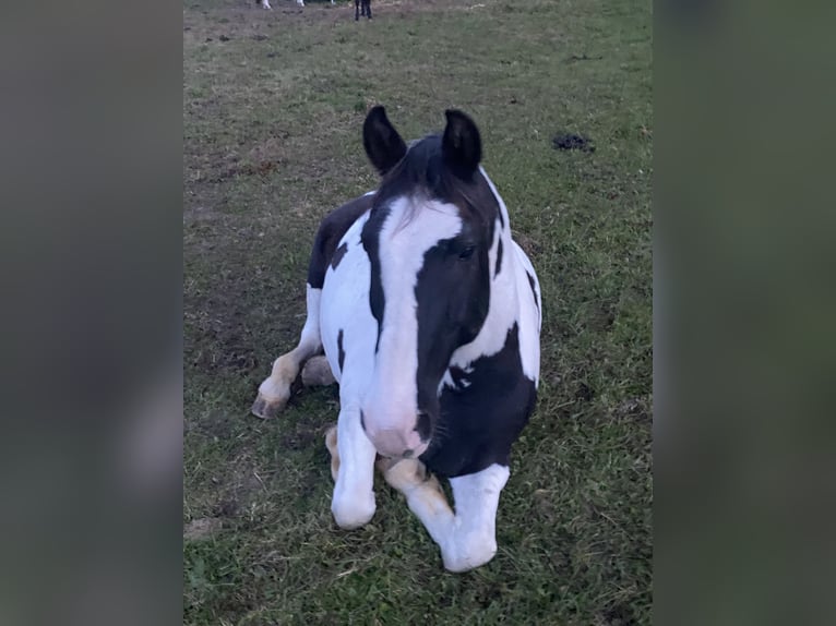 Pinto Horse Castrone 20 Anni 152 cm Pezzato in Pforzen