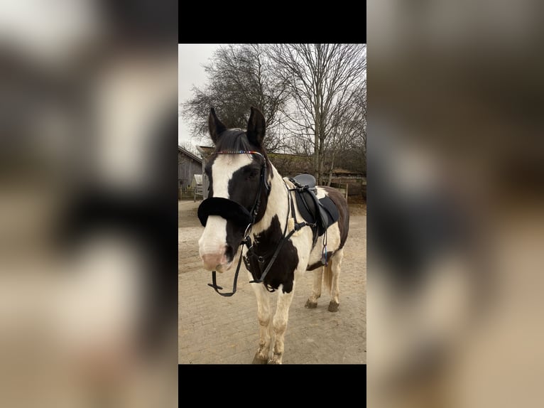 Pinto Horse Castrone 20 Anni 152 cm Pezzato in Pforzen