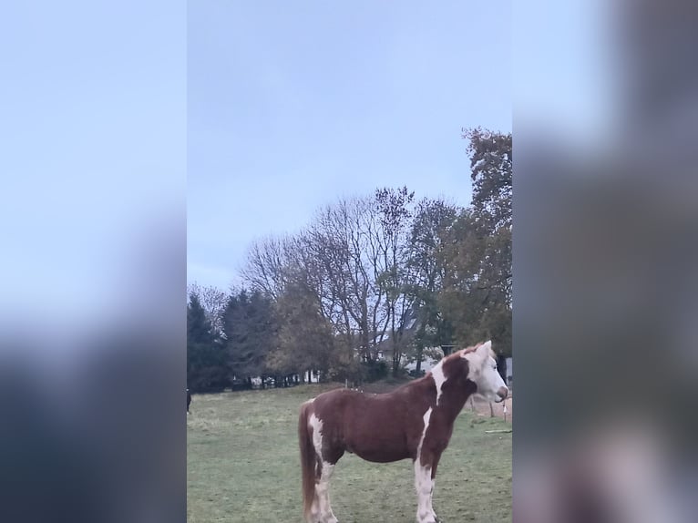 Pinto Horse Castrone 22 Anni 130 cm Pezzato in Greifswald