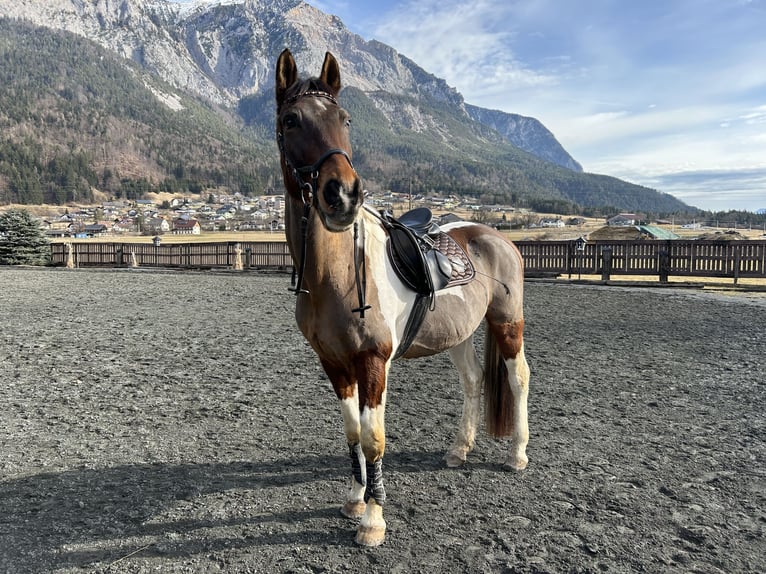 Pinto Horse Castrone 22 Anni 170 cm Pezzato in Nötsch Im Gailtal