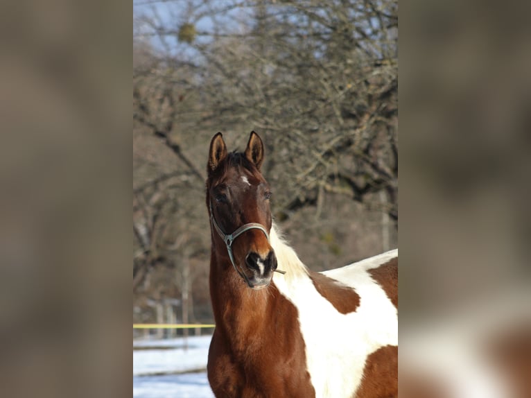 Pinto Horse Castrone 22 Anni 170 cm Pezzato in Nötsch Im Gailtal