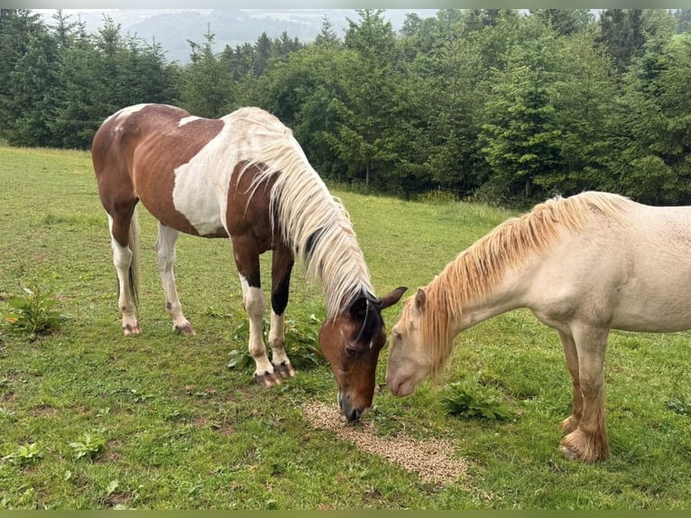 Pinto Horse Castrone 27 Anni 155 cm Pezzato in Daleiden