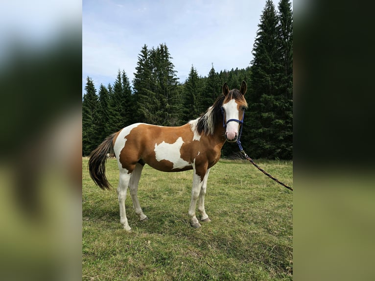 Pinto Horse Mix Castrone 2 Anni 150 cm Pezzato in Steinen