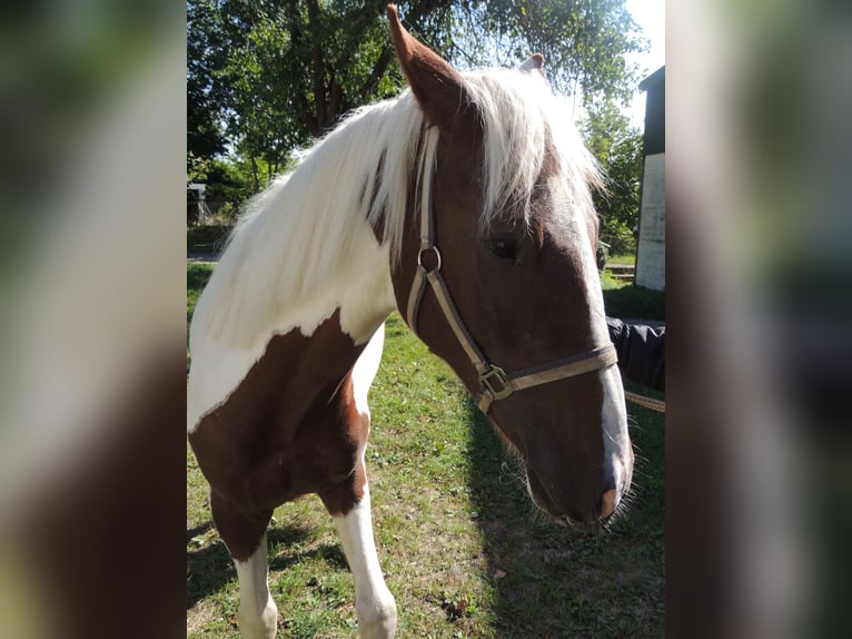 Pinto Horse Mix Castrone 2 Anni 152 cm Pezzato in Calberlah