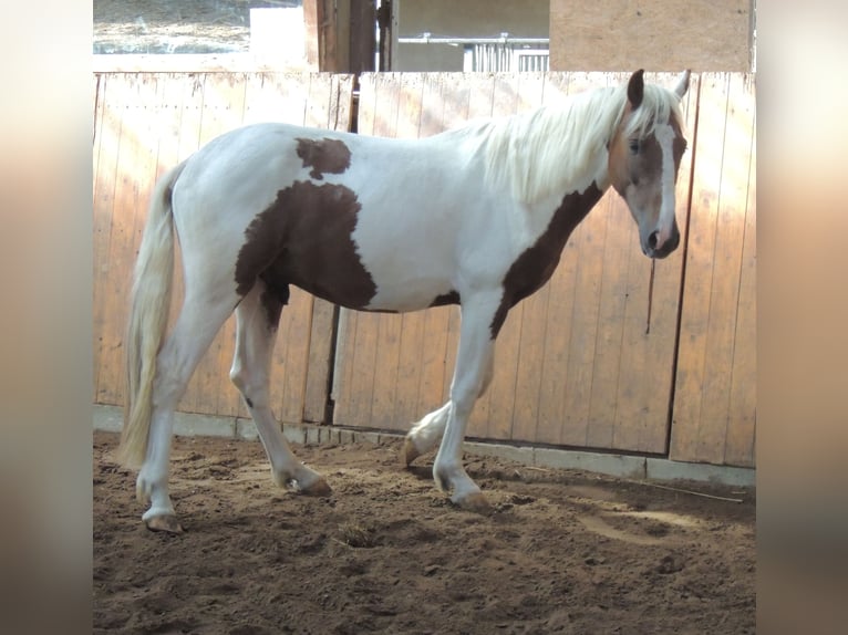 Pinto Horse Mix Castrone 2 Anni 152 cm Pezzato in Calberlah