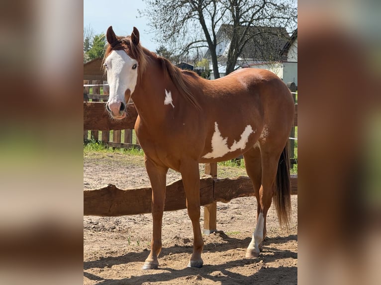 Pinto Horse Castrone 2 Anni 155 cm Pezzato in Aschersleben