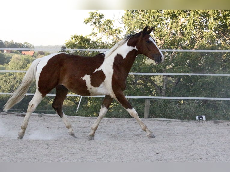 Pinto Horse Castrone 2 Anni Pezzato in Gleisdorf