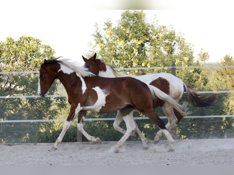 Pinto Horse Castrone 2 Anni Pezzato in Gleisdorf