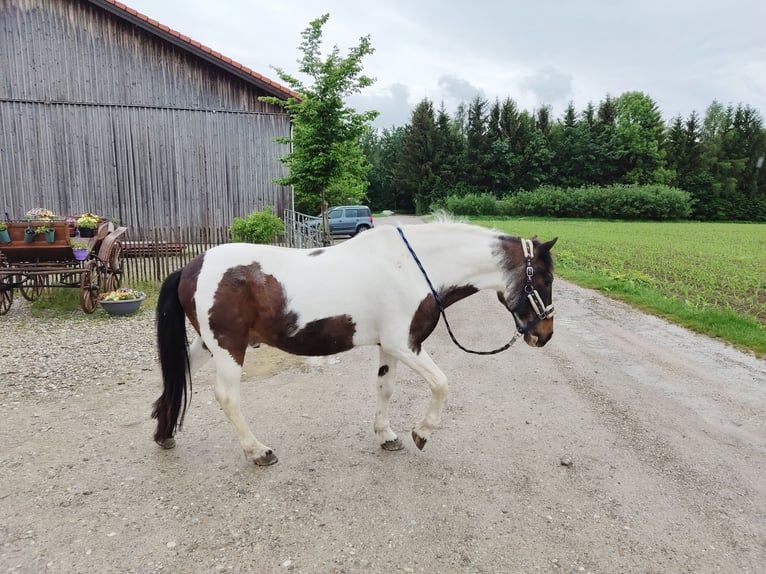 Pinto Horse Mix Castrone 32 Anni 138 cm Pezzato in Frauenneuharting