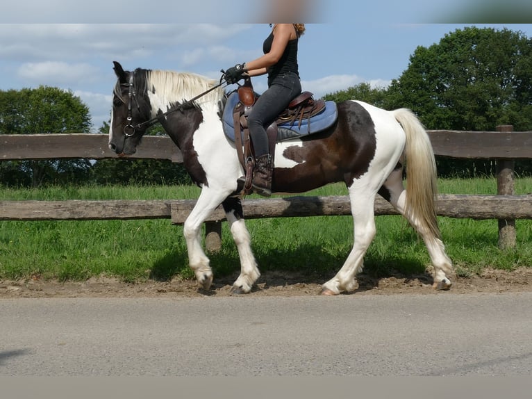 Pinto Horse Castrone 3 Anni 141 cm Pezzato in Lathen