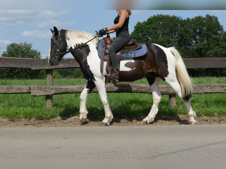 Pinto Horse Castrone 3 Anni 141 cm Pezzato in Lathen