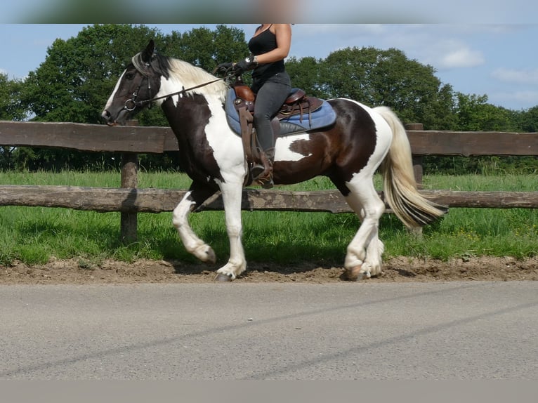 Pinto Horse Castrone 3 Anni 141 cm Pezzato in Lathen