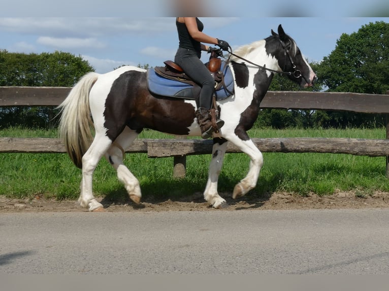 Pinto Horse Castrone 3 Anni 141 cm Pezzato in Lathen