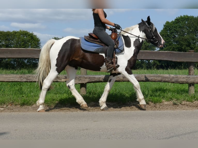 Pinto Horse Castrone 3 Anni 141 cm Pezzato in Lathen