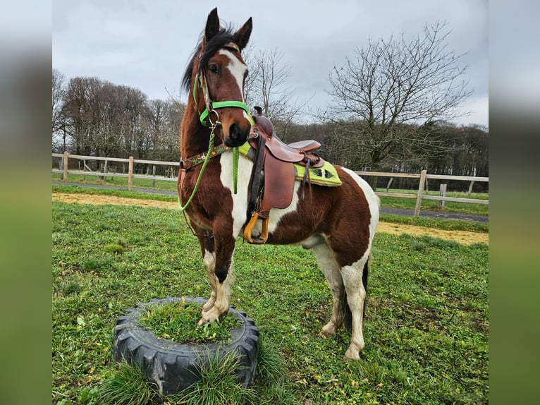 Pinto Horse Castrone 3 Anni 143 cm Pezzato in Linkenbach