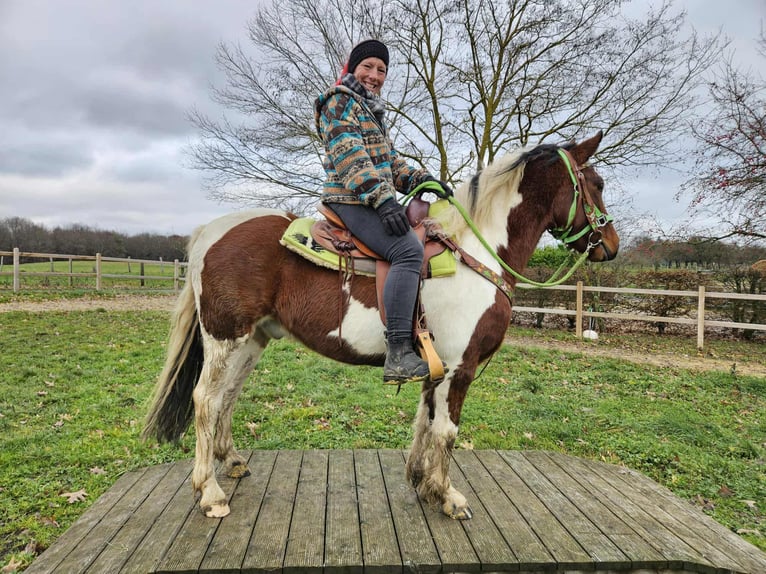 Pinto Horse Castrone 3 Anni 143 cm Pezzato in Linkenbach