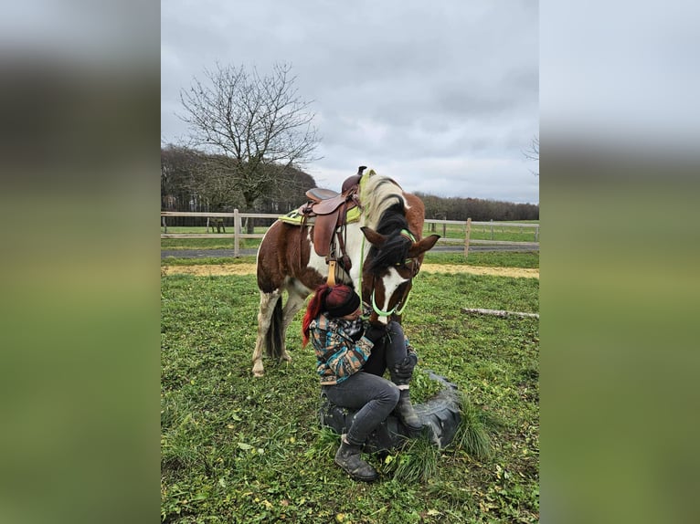 Pinto Horse Castrone 3 Anni 143 cm Pezzato in Linkenbach