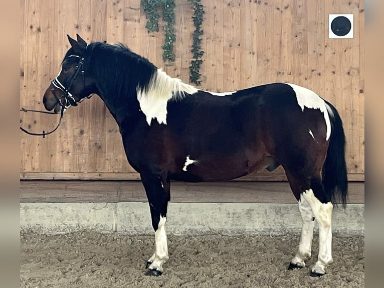 Pinto Horse Mix Castrone 3 Anni 146 cm Pezzato in Riedlingen