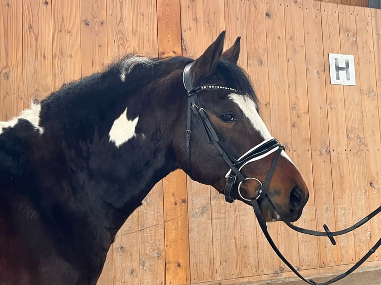 Pinto Horse Mix Castrone 3 Anni 146 cm Pezzato in Riedlingen