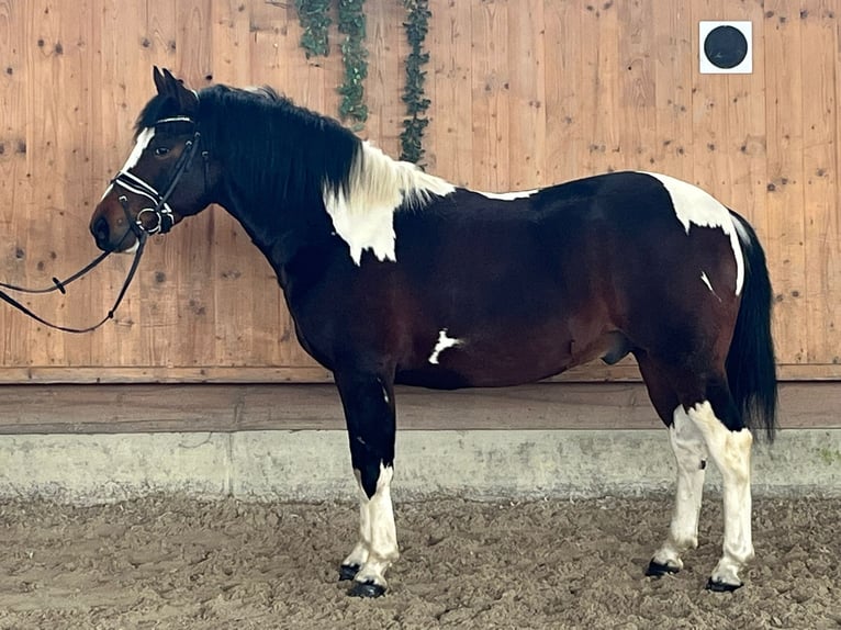 Pinto Horse Mix Castrone 3 Anni 146 cm Pezzato in Riedlingen