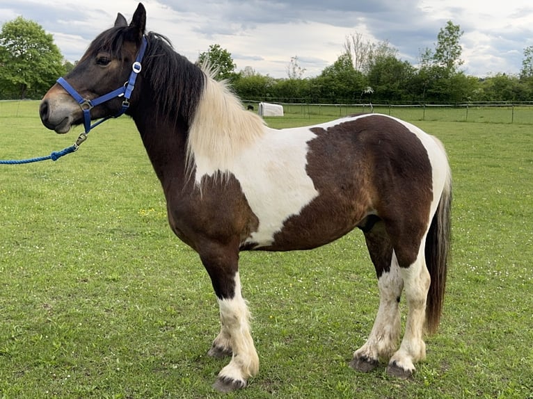 Pinto Horse Castrone 3 Anni 146 cm Tobiano-tutti i colori in Fuchstal