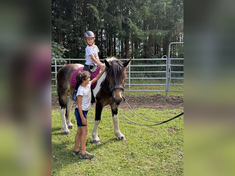 Pinto Horse Castrone 3 Anni 149 cm Tobiano-tutti i colori in Fuchstal