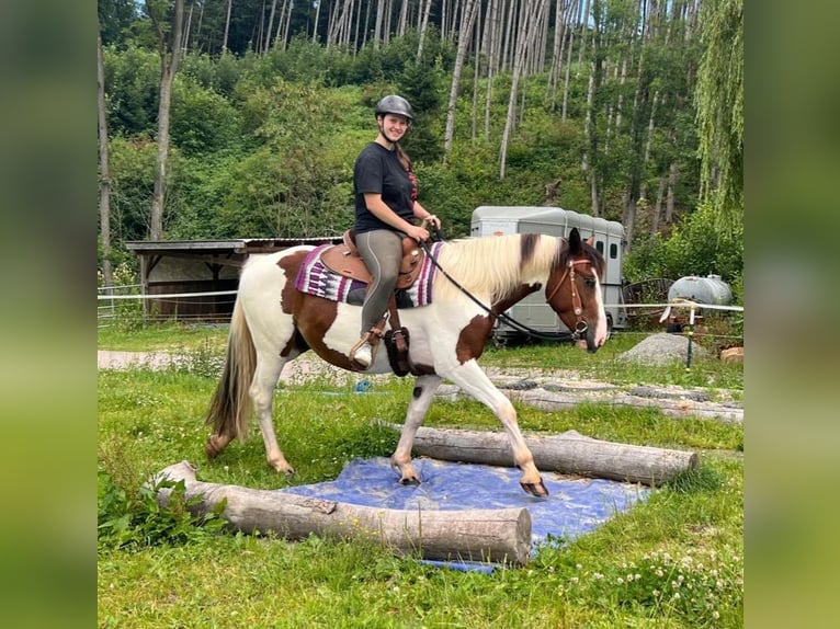 Pinto Horse Mix Castrone 3 Anni 152 cm Pezzato in Bayerbach