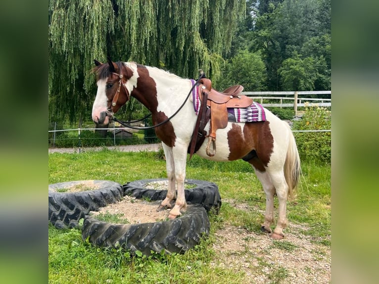 Pinto Horse Mix Castrone 3 Anni 152 cm Pezzato in Bayerbach