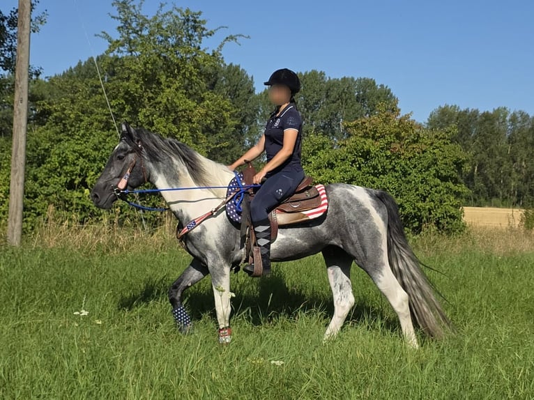 Pinto Horse Castrone 3 Anni 154 cm Pezzato in Linkenbach