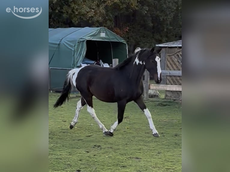 Pinto Horse Castrone 3 Anni 155 cm Pezzato in Holste