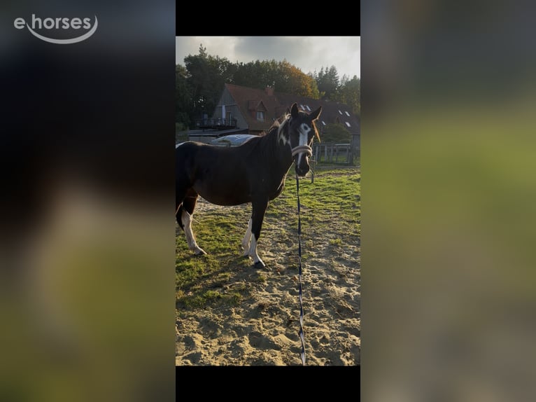 Pinto Horse Castrone 3 Anni 155 cm Pezzato in Holste