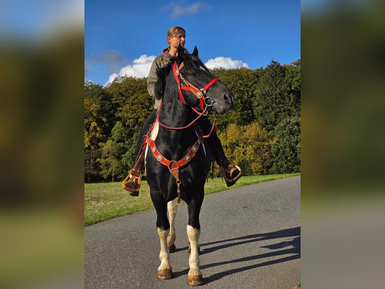 Pinto Horse Castrone 3 Anni 155 cm Pezzato in Linkenbach