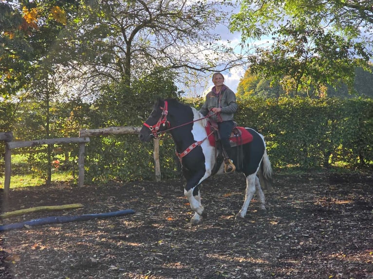 Pinto Horse Castrone 3 Anni 155 cm Pezzato in Linkenbach